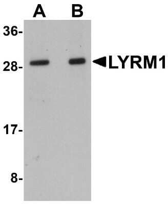 Western Blot: LYRM1 AntibodyBSA Free [NBP1-77136]