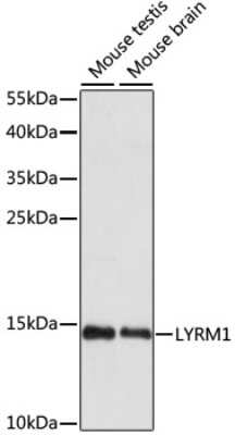 Western Blot: LYRM1 AntibodyAzide and BSA Free [NBP3-04423]