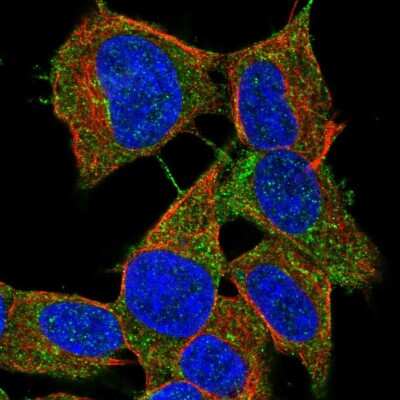 Immunocytochemistry/ Immunofluorescence: LYRM2 Antibody [NBP2-38033]