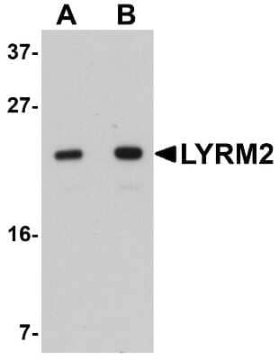 Western Blot: LYRM2 AntibodyBSA Free [NBP1-77137]