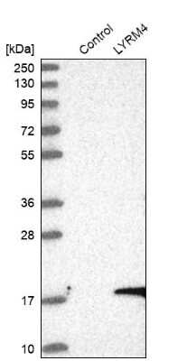 Western Blot: LYRM4 Antibody [NBP1-86762]