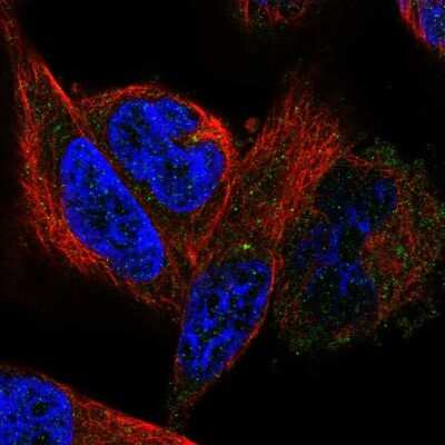 Immunocytochemistry/ Immunofluorescence: LYRM5 Antibody [NBP1-92091]
