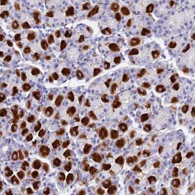 Immunohistochemistry-Paraffin: LYRM5 Antibody [NBP1-92091]