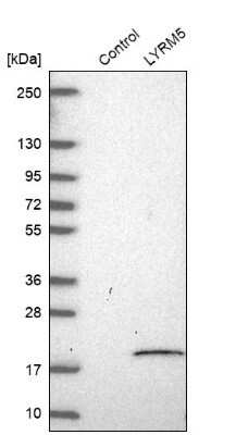 Western Blot: LYRM5 Antibody [NBP1-92091]