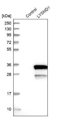 Western Blot: LYSMD1 Antibody [NBP1-81095]