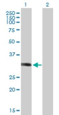 Western Blot: LYSMD2 Antibody [H00256586-B01P]