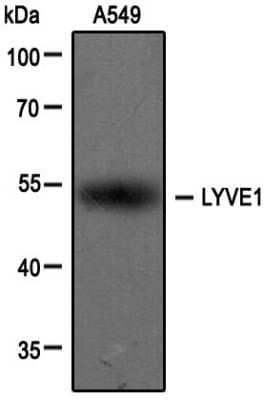 Western Blot: LYVE-1 AntibodyBSA Free [NB100-725]