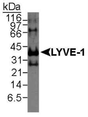 Western Blot: LYVE-1 Antibody [NB100-726]