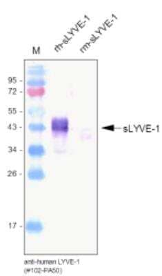 Western Blot: LYVE-1 Antibody [NB600-1005]