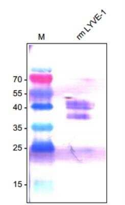 Western Blot: LYVE-1 Antibody [NB600-1008]