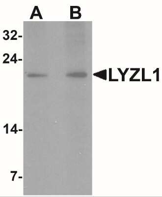 Western Blot: LYZL1 AntibodyBSA Free [NBP2-41184]