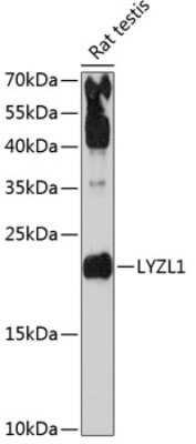 Western Blot: LYZL1 AntibodyAzide and BSA Free [NBP3-04498]