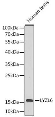 Western Blot: LYZL6 AntibodyBSA Free [NBP3-04831]