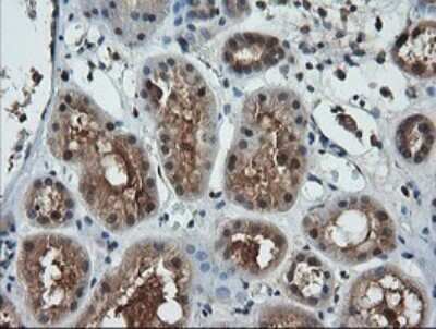 Immunohistochemistry: LZIC Antibody (OTI5E3) [NBP2-45796]