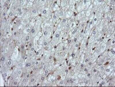 Immunohistochemistry: LZIC Antibody (OTI5E3) [NBP2-45796]