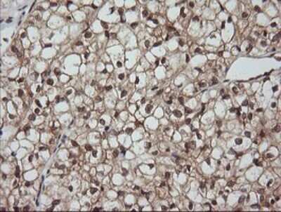 Immunohistochemistry: LZIC Antibody (OTI5E3) [NBP2-45796]