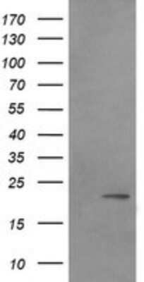 Western Blot: LZIC Antibody (OTI2D4)Azide and BSA Free [NBP2-72560]