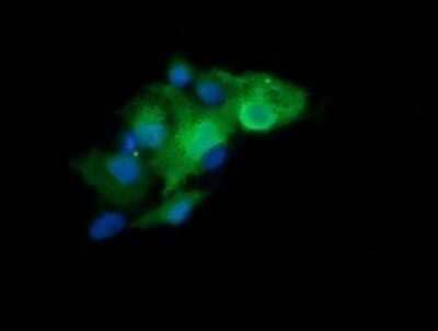 Immunofluorescence: LZIC Antibody (OTI2D4) [NBP2-45704]