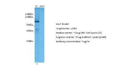 Western Blot: LZTR1 Antibody [NBP2-87761]