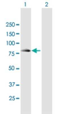 Western Blot: LZTR2 Antibody [H00089866-B01P]