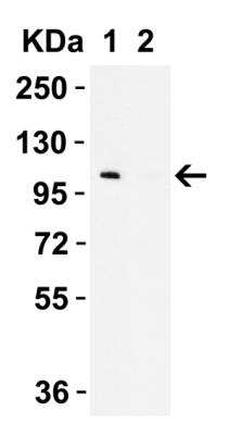 Western Blot: LZTR2 AntibodyBSA Free [NBP1-77122]