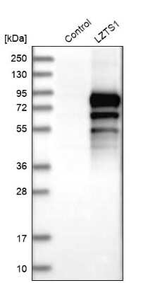 Western Blot: LZTS1 Antibody [NBP1-83908]