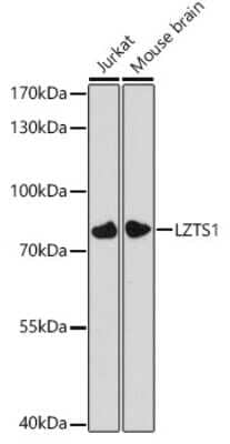 Western Blot: LZTS1 AntibodyAzide and BSA Free [NBP3-04969]