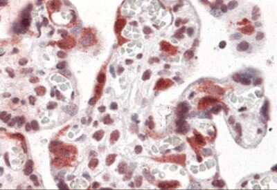 Immunohistochemistry: LZTS2 Antibody - BSA Free [NBP2-41099]