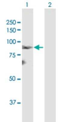 Western Blot: LZTS2 Antibody [H00084445-B01P]