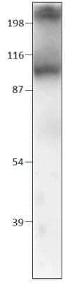 Western Blot: Lactase Antibody [NBP3-12238]