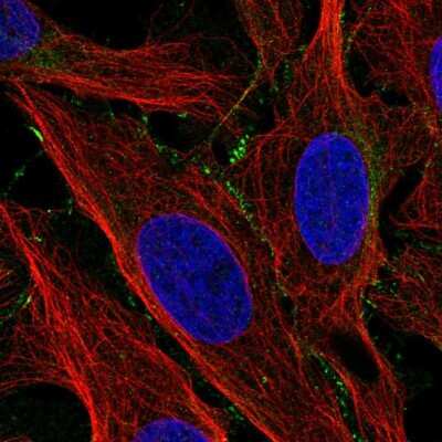 Immunocytochemistry/ Immunofluorescence: Lactase-like Protein/LCTL Antibody [NBP2-57392]