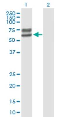 Western Blot: Lactase-like Protein/LCTL Antibody [H00197021-B01P]