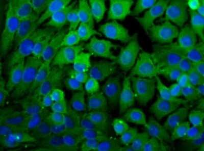Immunocytochemistry/ Immunofluorescence: Lactate Dehydrogenase A/LDHA Antibody - BSA Free [NBP1-48336]