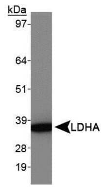 Western Blot: Lactate Dehydrogenase A/LDHA AntibodyBSA Free [NBP1-48336]
