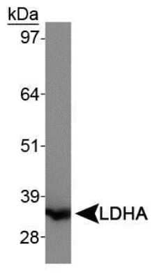 Western Blot: Lactate Dehydrogenase A/LDHA AntibodyBSA Free [NBP1-48336]
