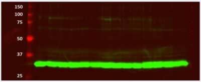 Western Blot: Lactate Dehydrogenase A/LDHA AntibodyBSA Free [NBP1-48336]