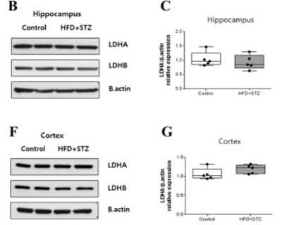 Western Blot: Lactate Dehydrogenase A/LDHA AntibodyBSA Free [NBP1-48336]