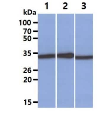 Western Blot: Lactate Dehydrogenase A/LDHA Antibody (1A4)BSA Free [NBP1-74023]