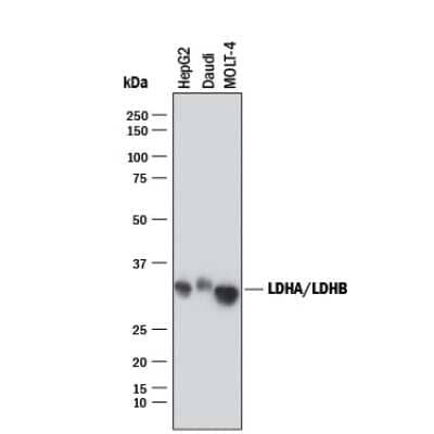 Western Blot: Lactate Dehydrogenase A/LDHA Antibody (2066A)Azide and BSA Free [MAB9216]