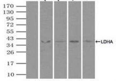 Immunoprecipitation: Lactate Dehydrogenase A/LDHA Antibody (OTI2D11) [NBP1-47822]