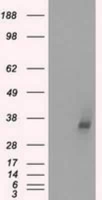 Western Blot: Lactate Dehydrogenase A/LDHA Antibody (OTI2D11) [NBP1-47822]