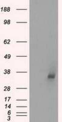 Western Blot: Lactate Dehydrogenase A/LDHA Antibody (OTI2D11)Azide and BSA Free [NBP2-71121]