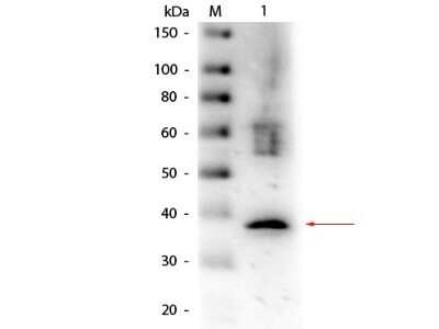 Western Blot: Lactate Dehydrogenase Antibody [NB600-861]