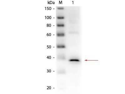 Western Blot: Lactate Dehydrogenase Antibody [NB600-861]