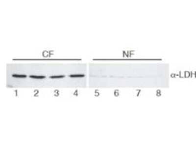 Western Blot: Lactate Dehydrogenase Antibody [NB600-861]