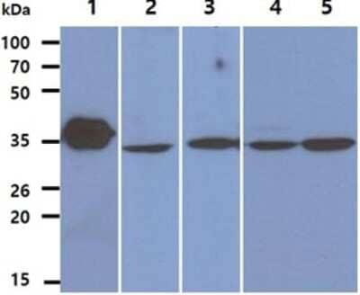 Western Blot: Lactate Dehydrogenase B Antibody (14D7)BSA Free [NBP2-59441]