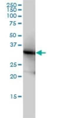 Western Blot: Lactate Dehydrogenase B Antibody (2H6) [H00003945-M01]