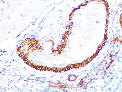 Immunohistochemistry-Paraffin: Lactate Dehydrogenase B Antibody (6B5I2) [NBP3-16569]