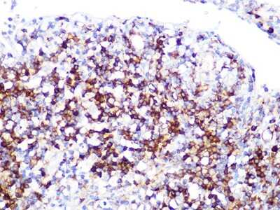 Immunohistochemistry-Paraffin: Lactate Dehydrogenase B Antibody (6B5I2) [NBP3-16569]