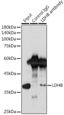 Immunoprecipitation: Lactate Dehydrogenase B Antibody (6B5I2) [NBP3-16569]